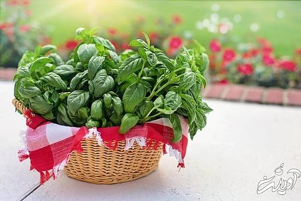 ریحان برای آبله مرغان خواص ریحان